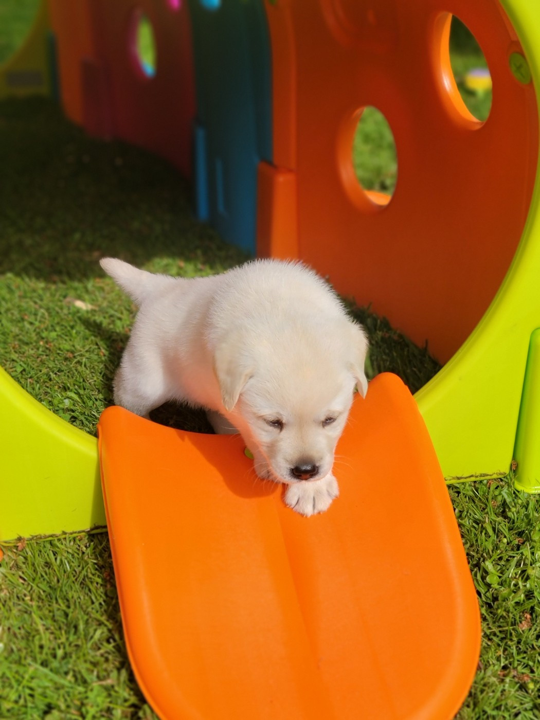 labradors lof sables attendus autour du 24 avril