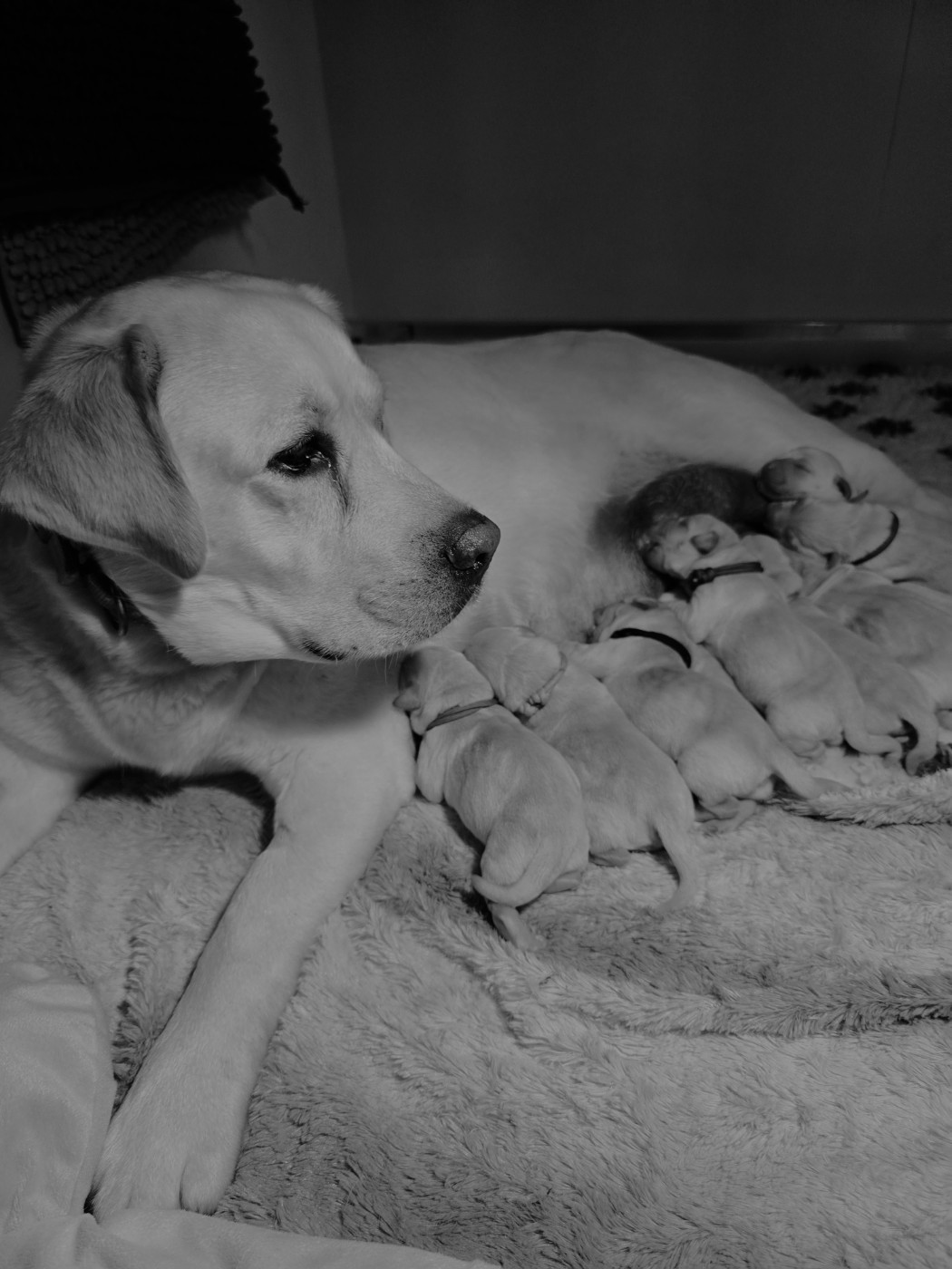 livraison express: labradors sables lof