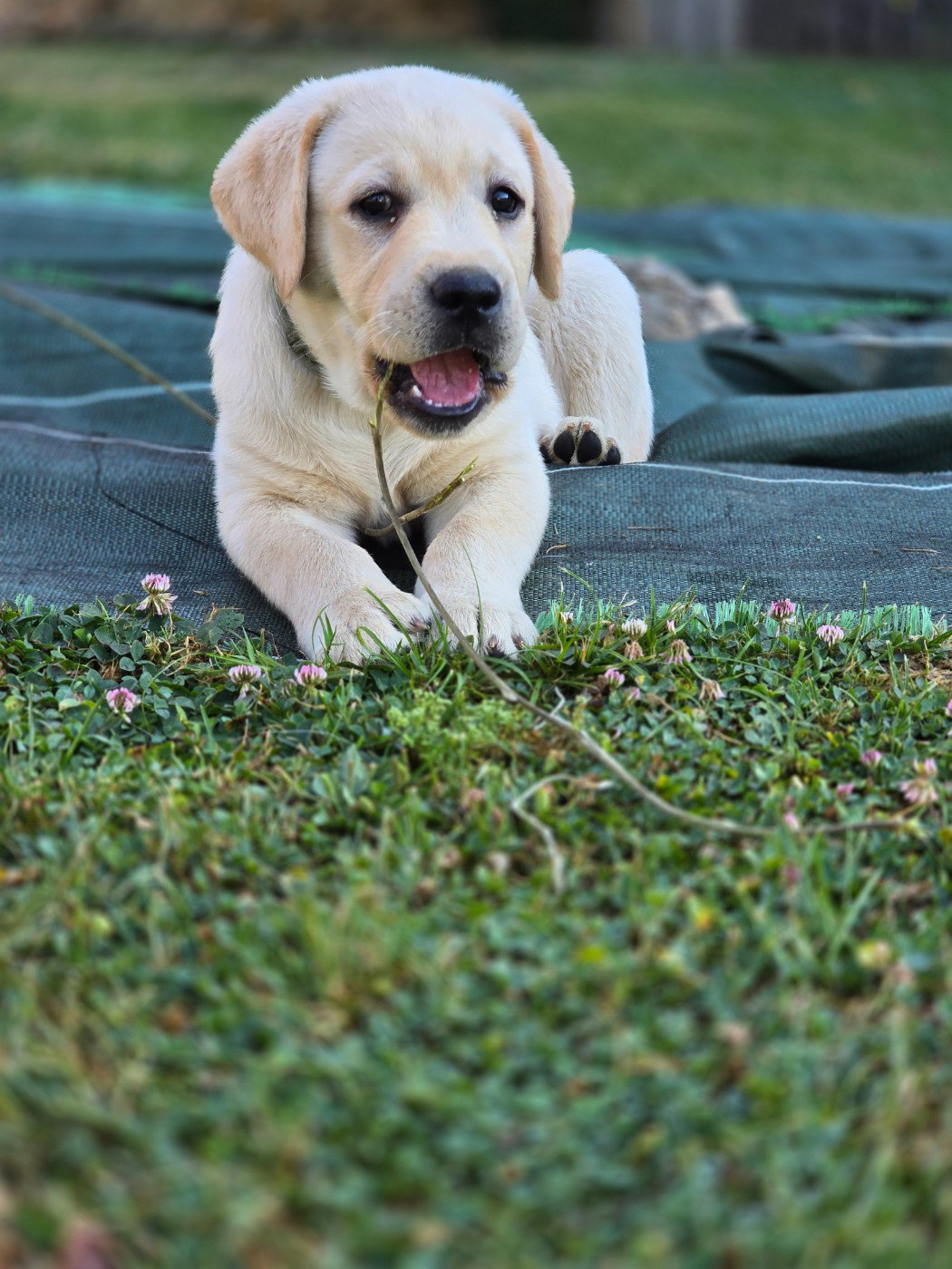 male sable doux et calin disponible