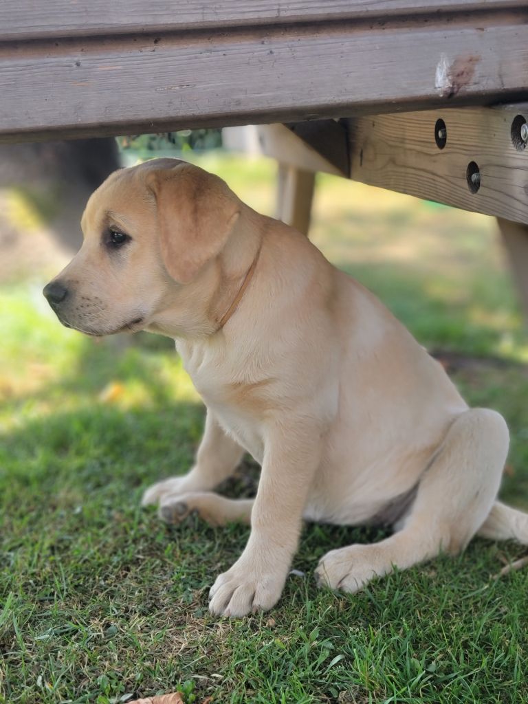 Aska femelle labrador lof disponible