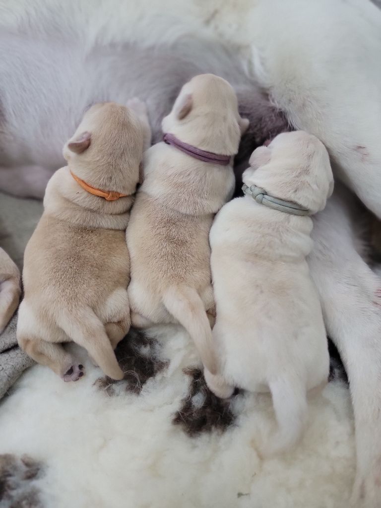 portée de labradors  LOF attendu au printemps 2026
