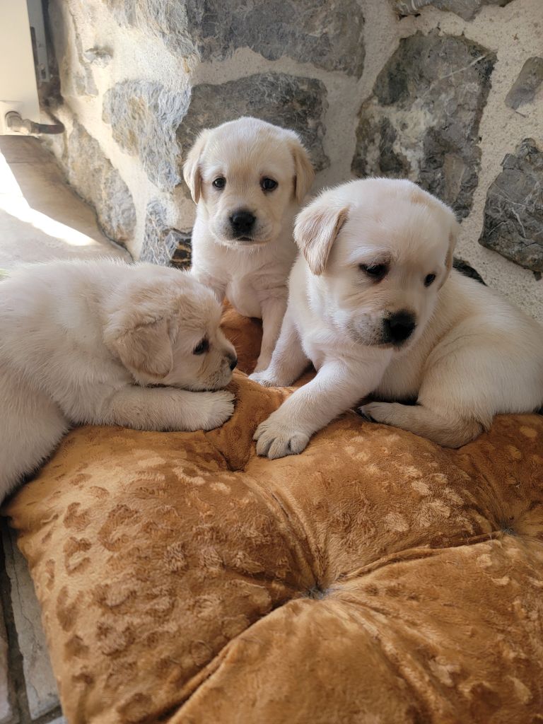 Petits coeurs à prendre..