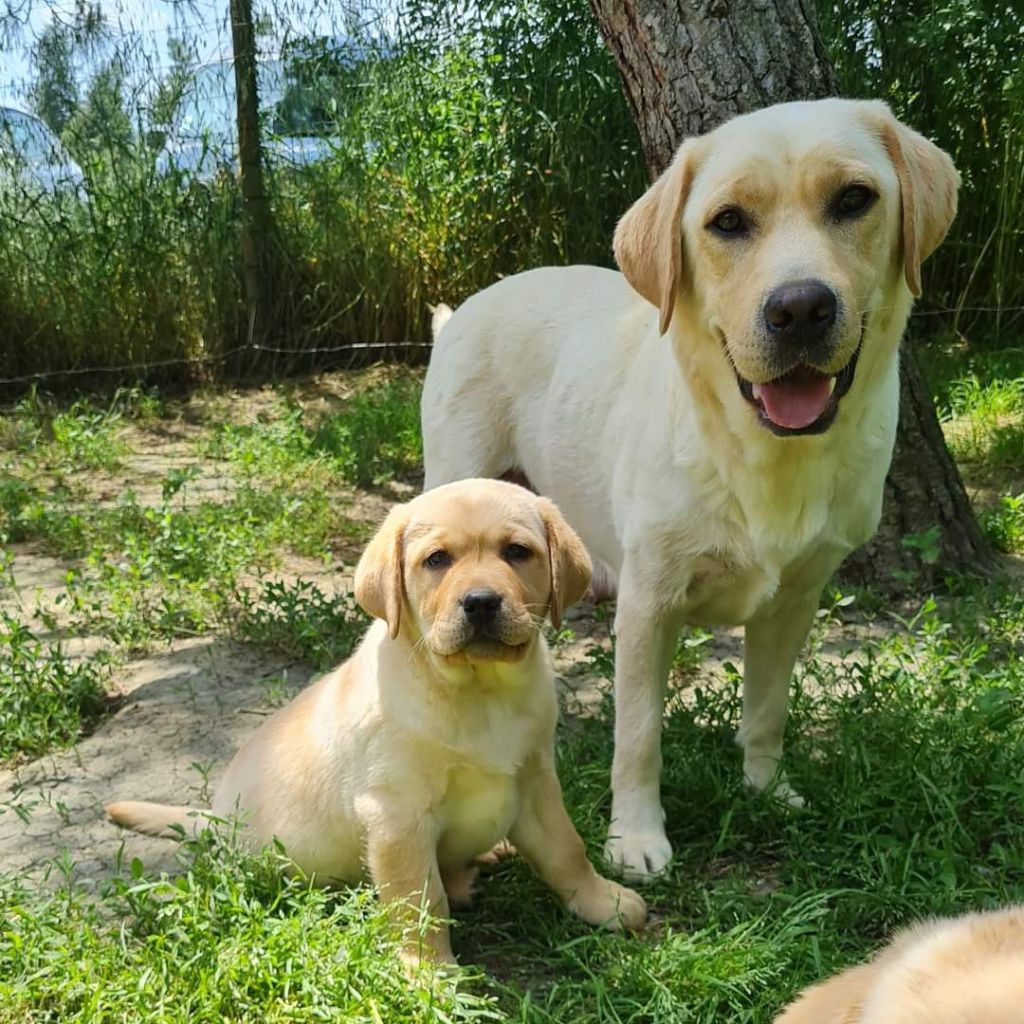 portée de labradors sable LOF attendue fin mars 2025