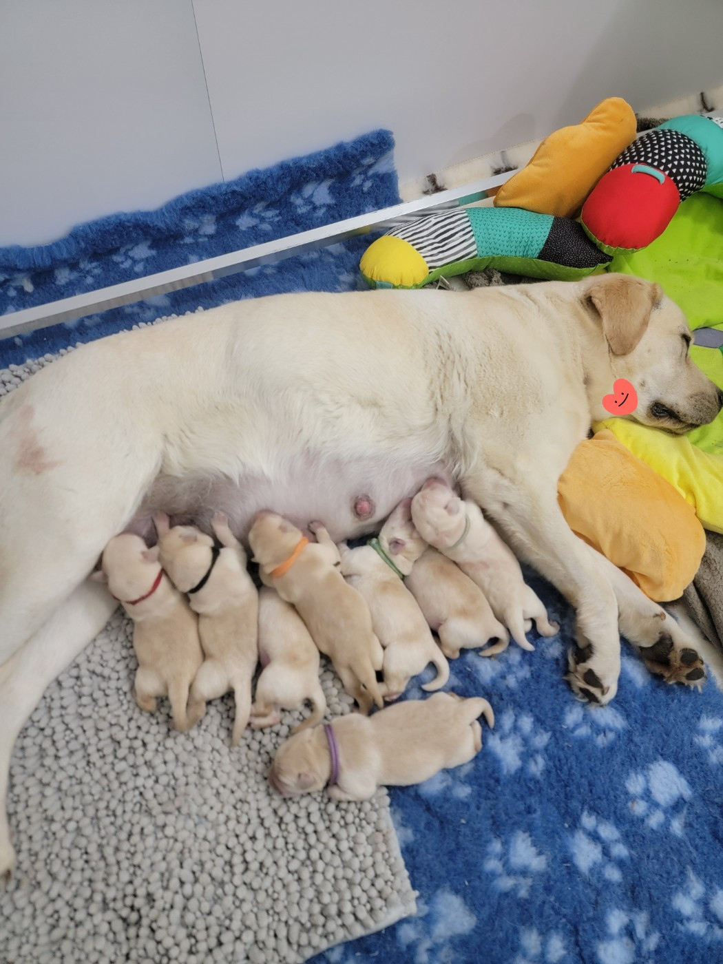 Des Terres Pyrénéennes - Chiots disponibles - Labrador Retriever