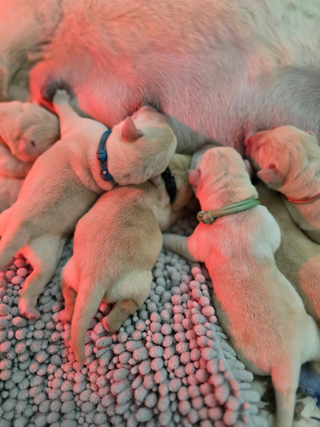 Des Terres Pyrénéennes - Chiots disponibles - Labrador Retriever