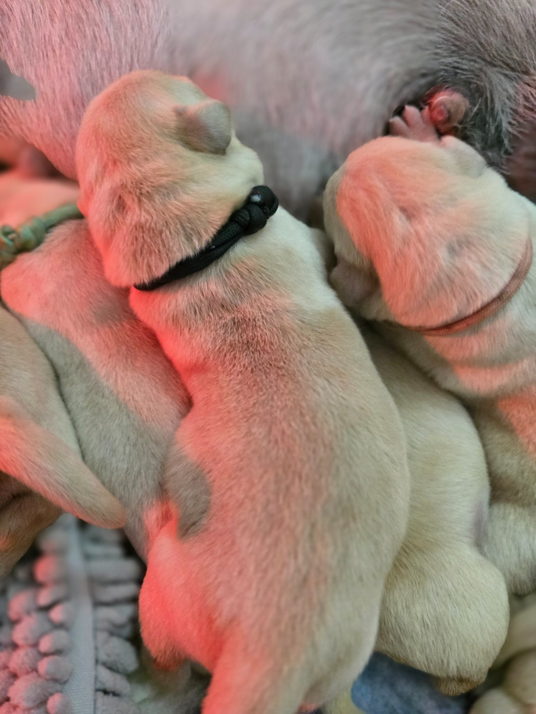 Des Terres Pyrénéennes - Chiots disponibles - Labrador Retriever