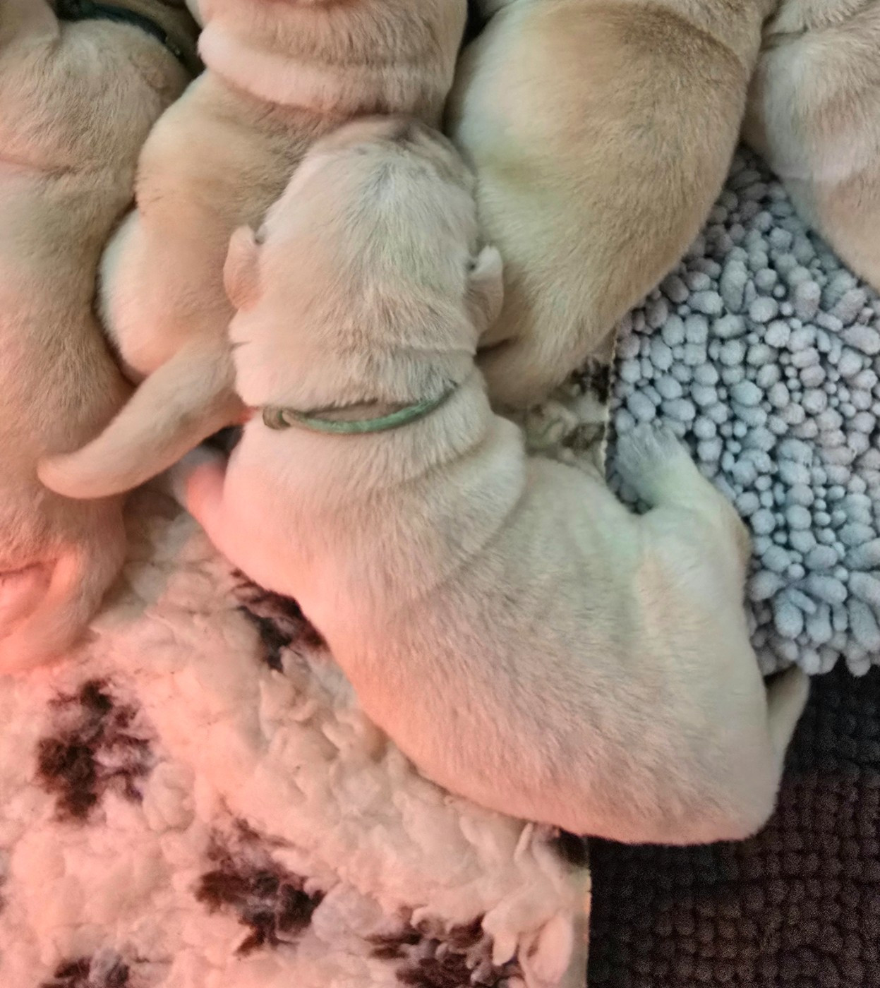 Des Terres Pyrénéennes - Chiots disponibles - Labrador Retriever