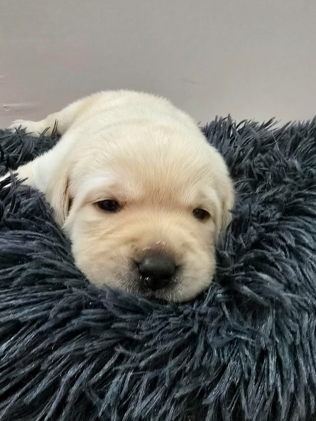 Des Terres Pyrénéennes - Chiots disponibles - Labrador Retriever
