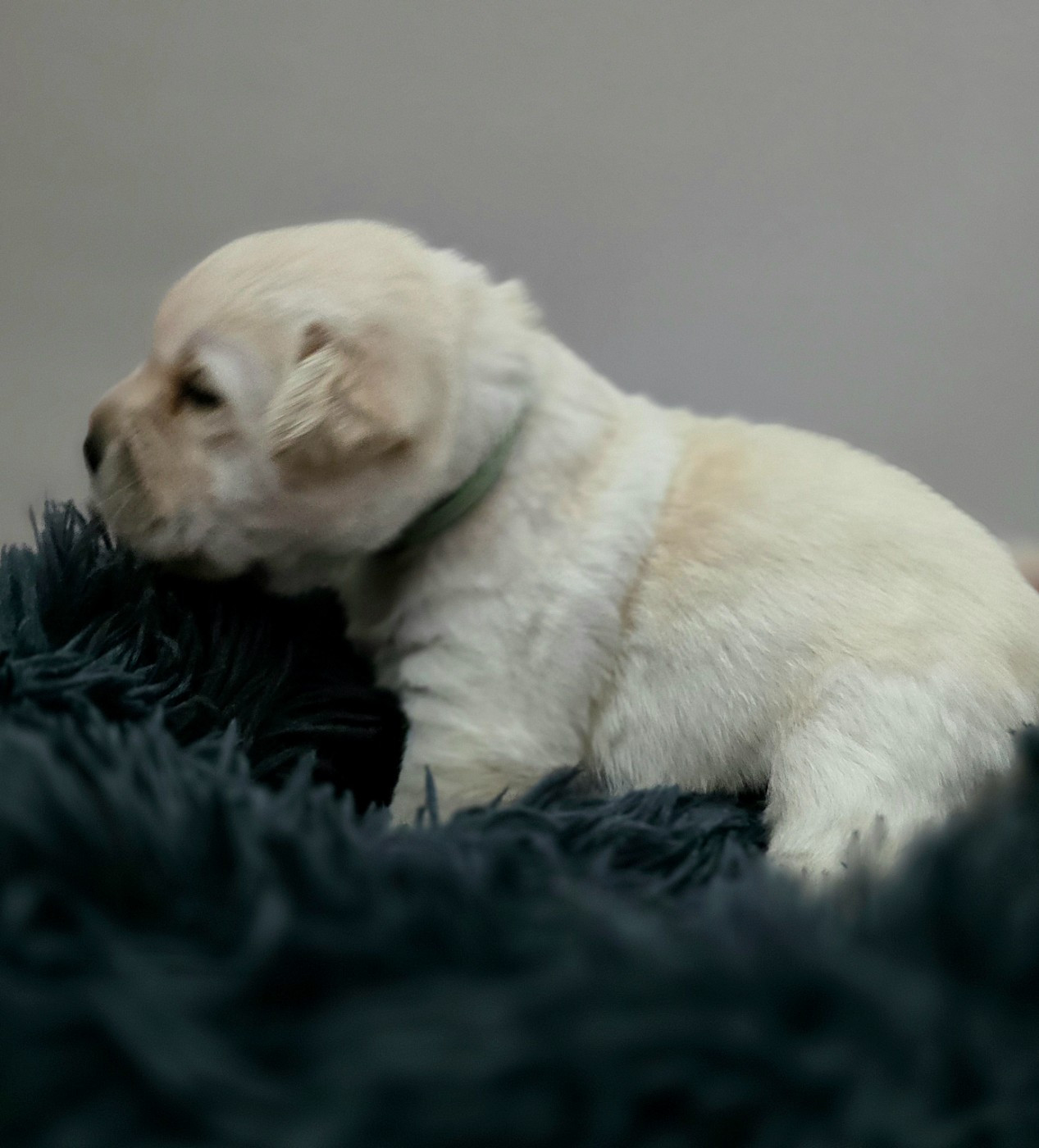 Des Terres Pyrénéennes - Chiots disponibles - Labrador Retriever