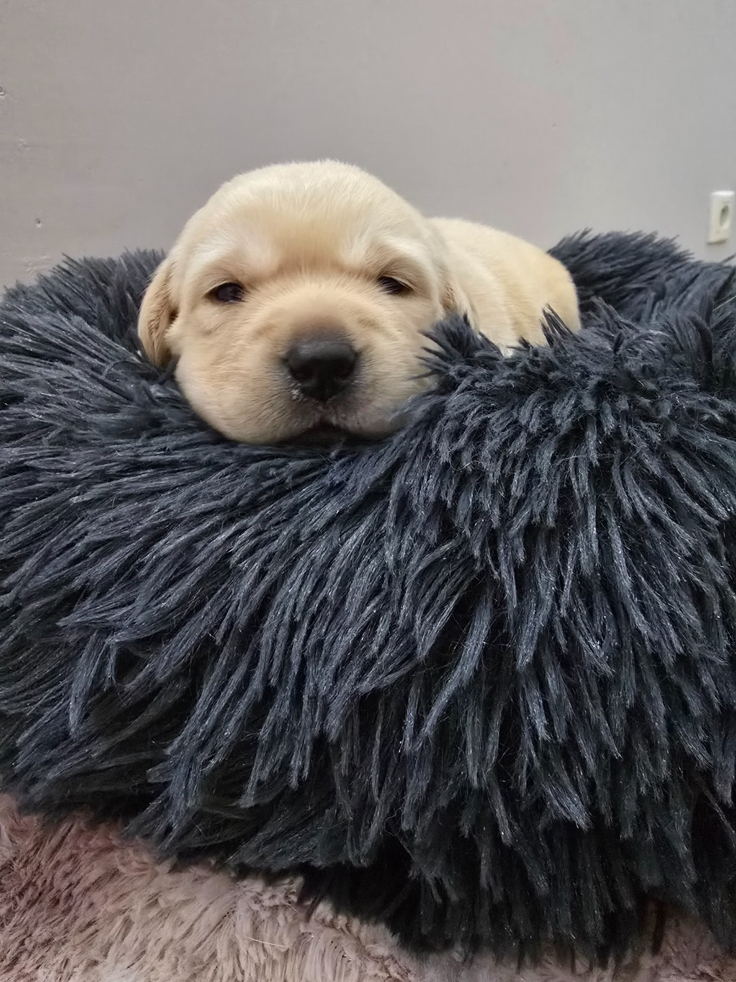 Des Terres Pyrénéennes - Chiots disponibles - Labrador Retriever