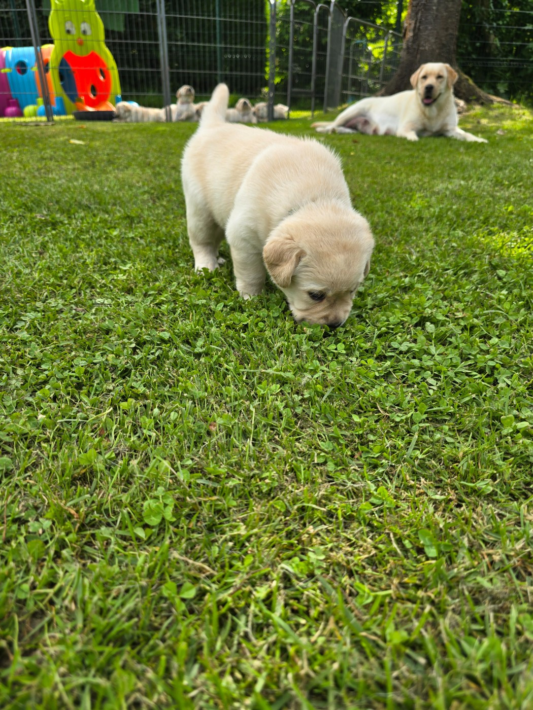 Des Terres Pyrénéennes - Chiots disponibles - Labrador Retriever
