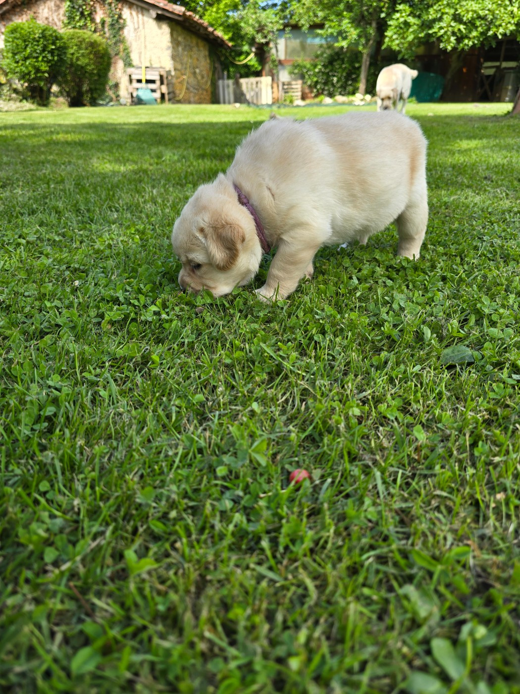 Des Terres Pyrénéennes - Chiots disponibles - Labrador Retriever