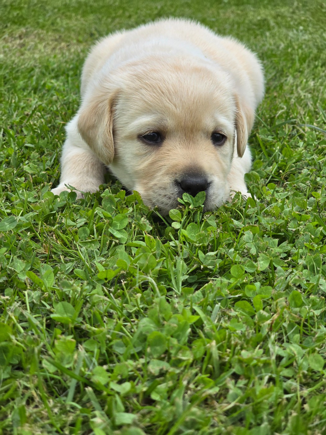 Des Terres Pyrénéennes - Chiots disponibles - Labrador Retriever