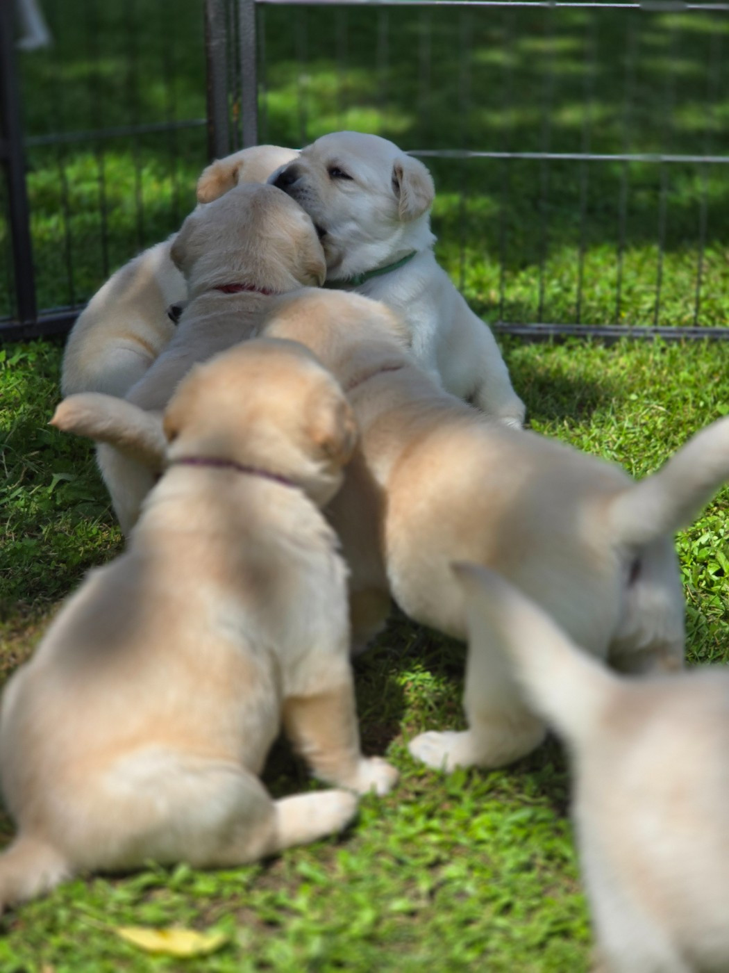 Chiot Labrador Retriever Des Terres Pyrénéennes