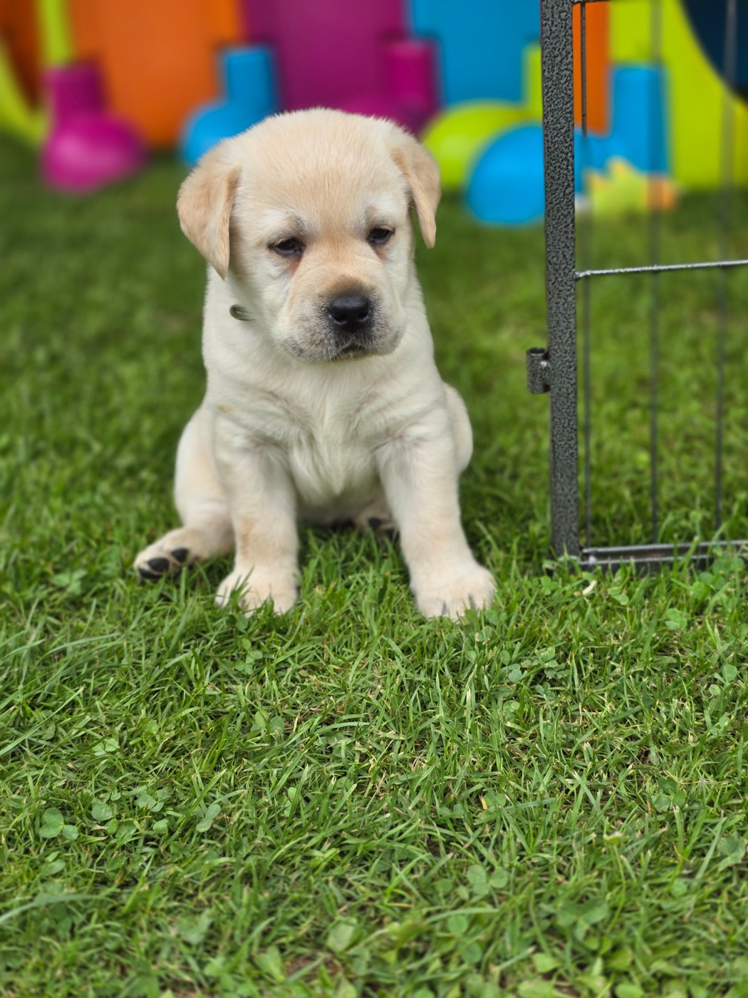 Des Terres Pyrénéennes - Chiots disponibles - Labrador Retriever