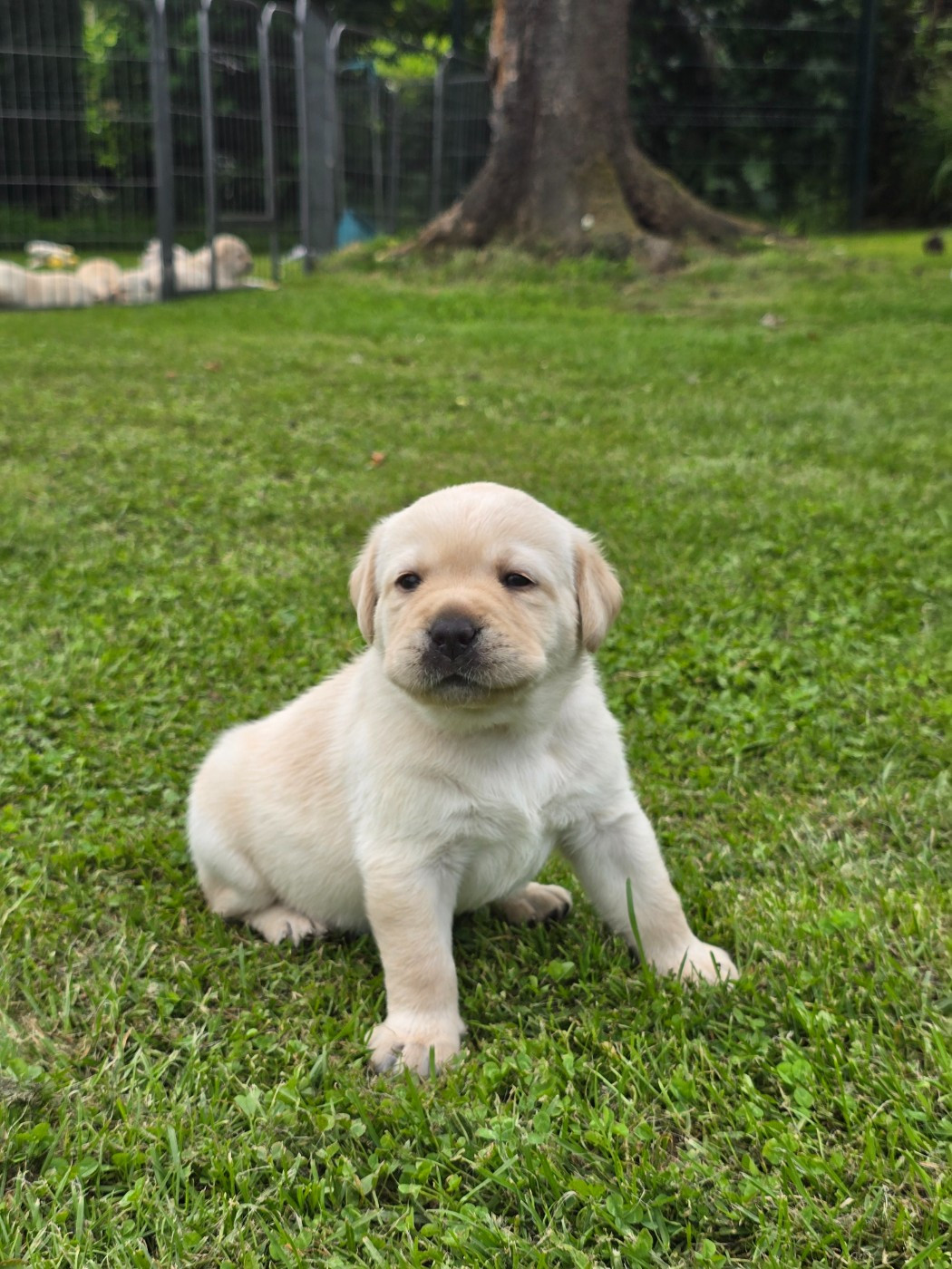 Des Terres Pyrénéennes - Chiots disponibles - Labrador Retriever