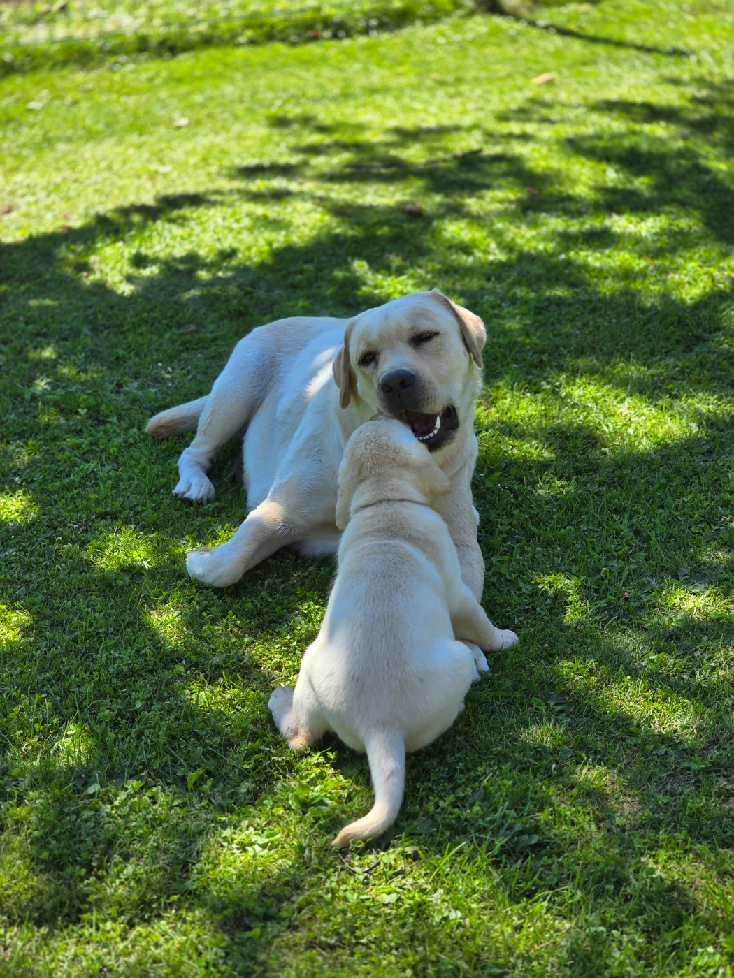 Des Terres Pyrénéennes - Chiots disponibles - Labrador Retriever