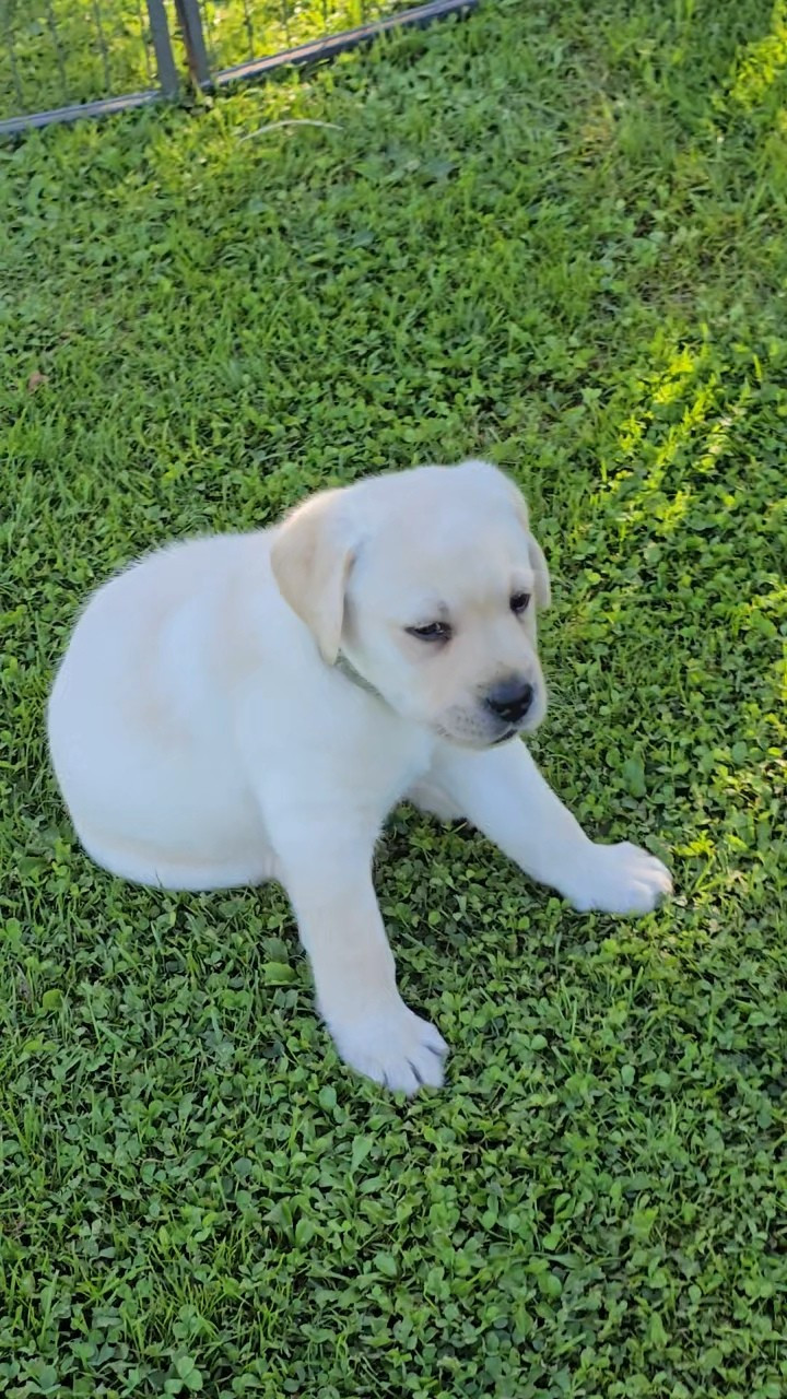 Des Terres Pyrénéennes - Chiots disponibles - Labrador Retriever