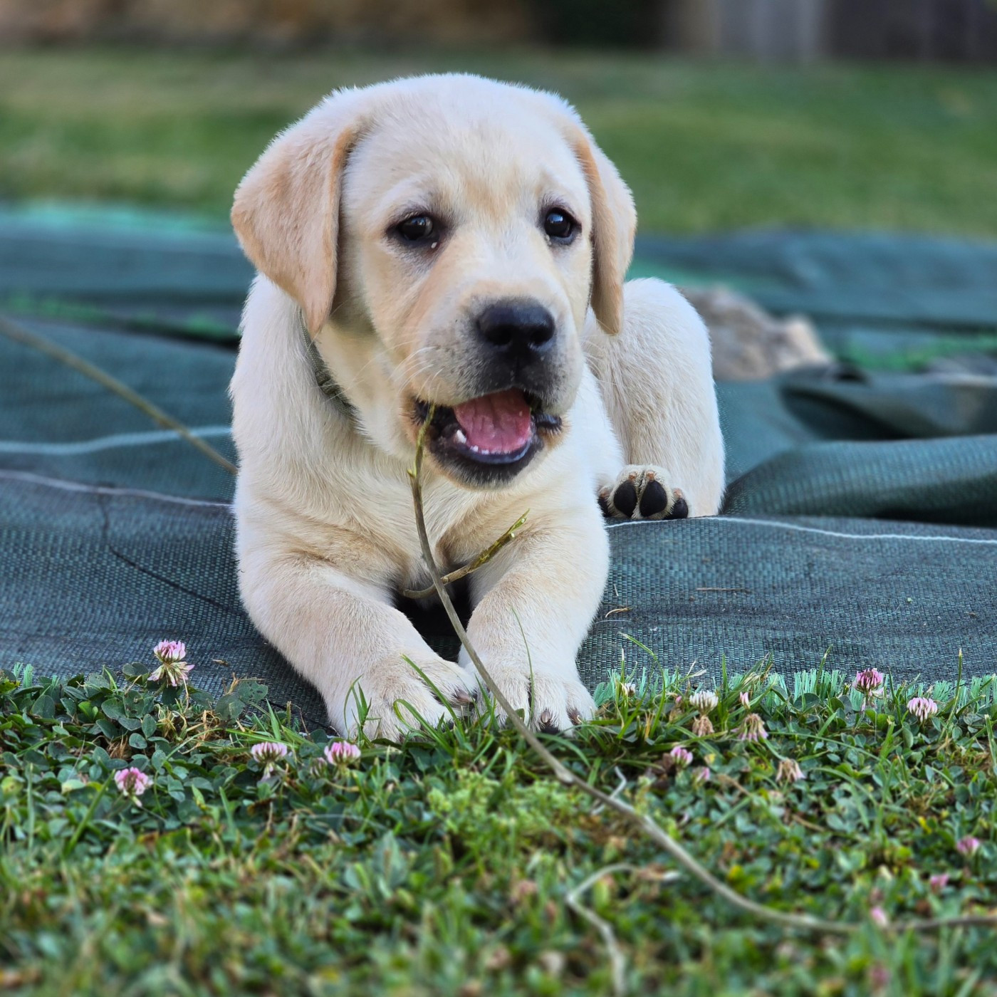Des Terres Pyrénéennes - Chiots disponibles - Labrador Retriever