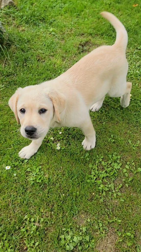 Des Terres Pyrénéennes - Chiots disponibles - Labrador Retriever