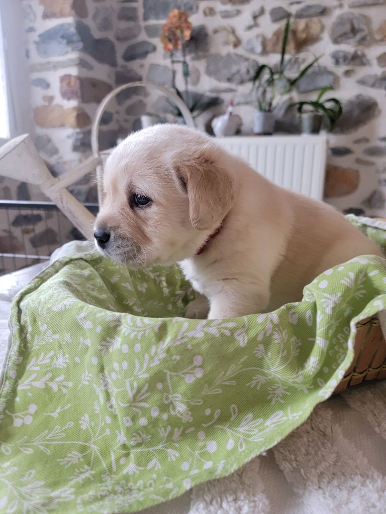 Des Terres Pyrénéennes - Chiots disponibles - Labrador Retriever