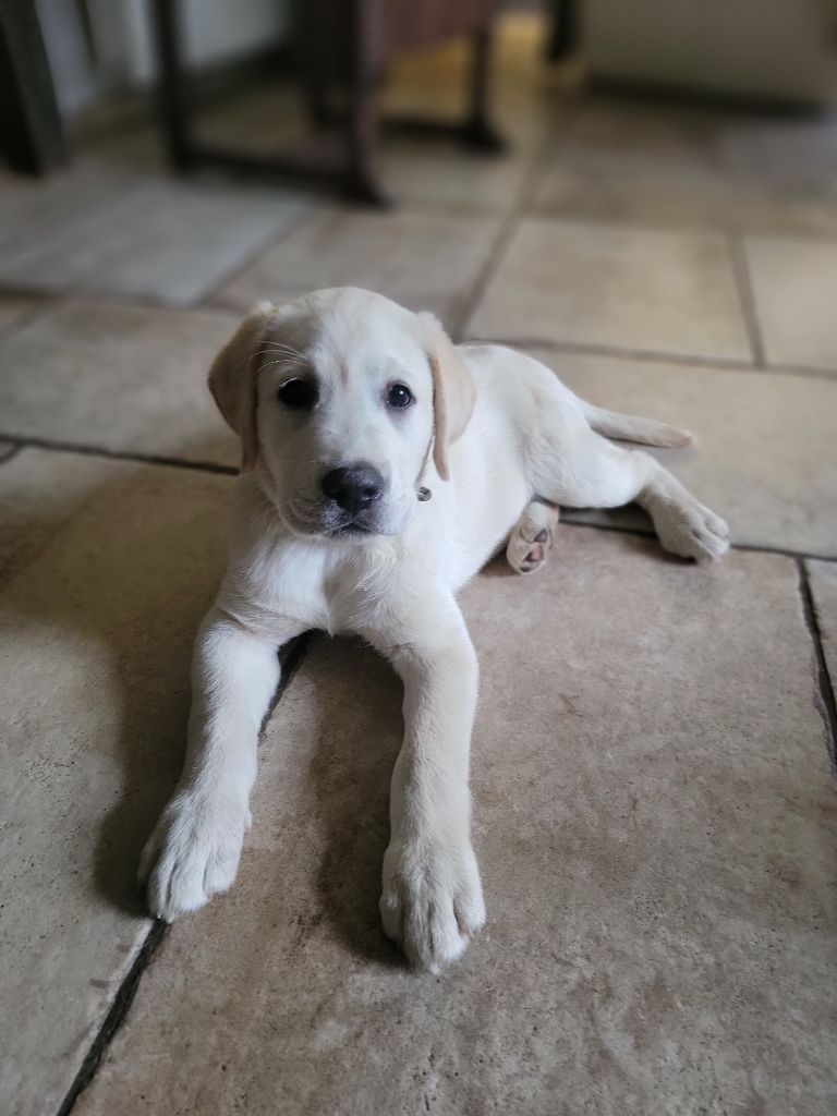 Des Terres Pyrénéennes - Chiots disponibles - Labrador Retriever