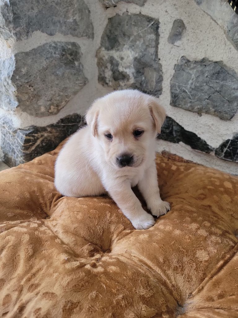 Des Terres Pyrénéennes - Chiots disponibles - Labrador Retriever