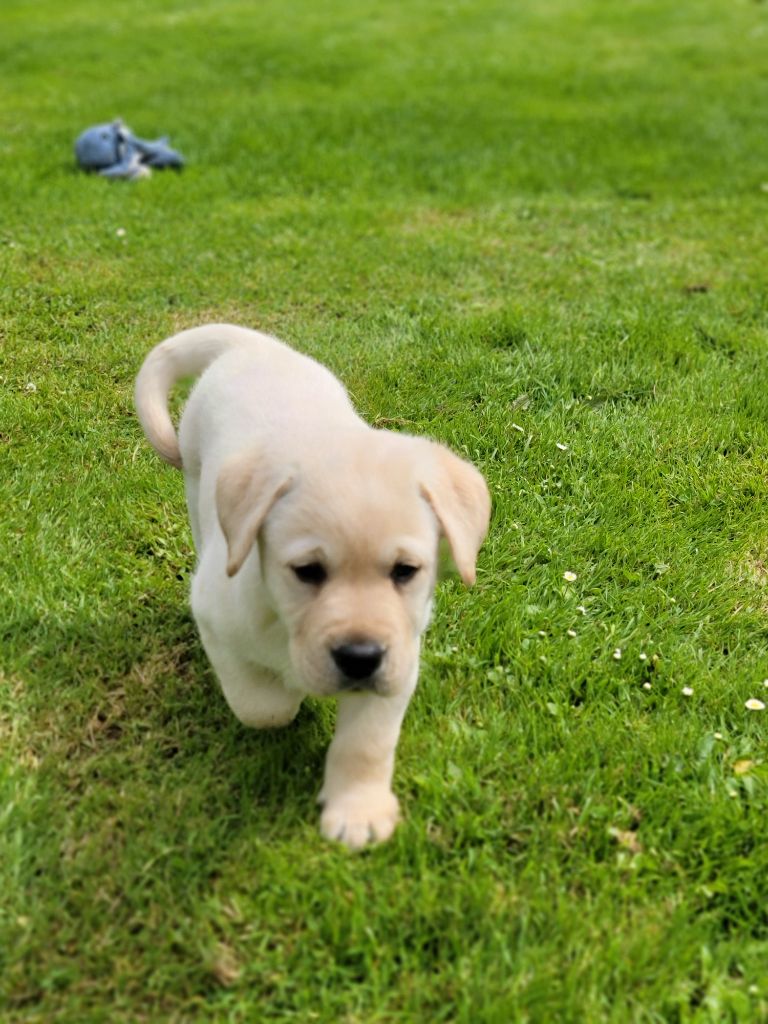 Des Terres Pyrénéennes - Chiots disponibles - Labrador Retriever