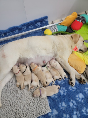 CHIOT 1 collier rose