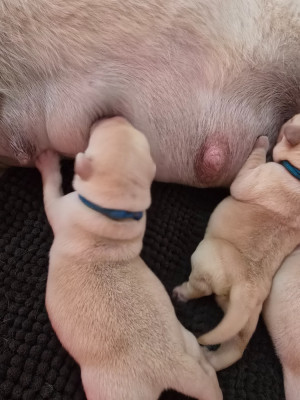 CHIOT 9 collier bleu