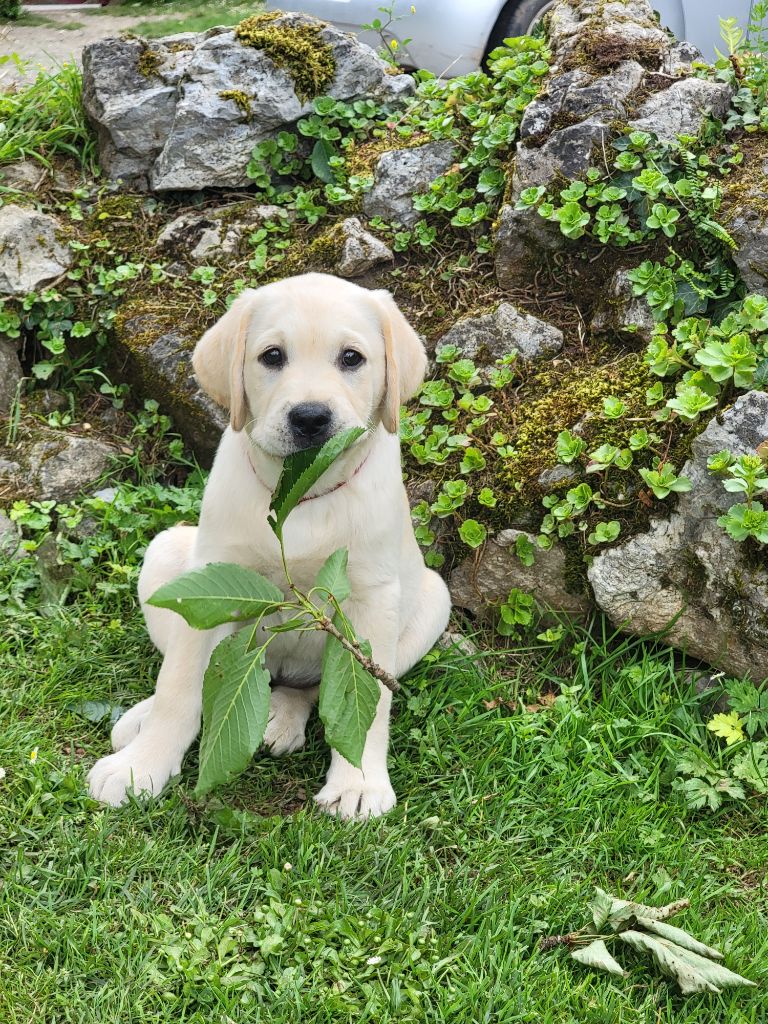 Des Terres Pyrénéennes - Chiots disponibles - Labrador Retriever