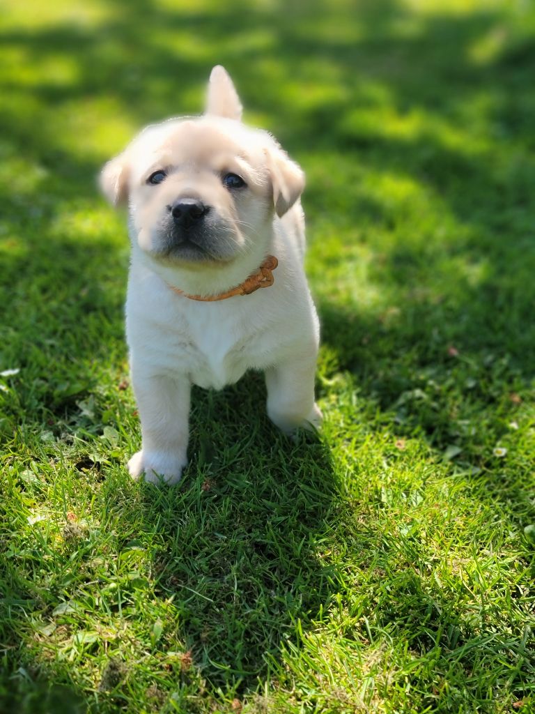 Des Terres Pyrénéennes - Chiots disponibles - Labrador Retriever