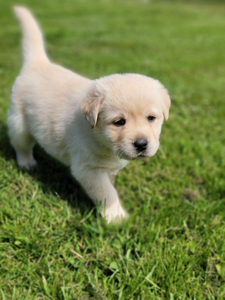 Des Terres Pyrénéennes - Chiots disponibles - Labrador Retriever