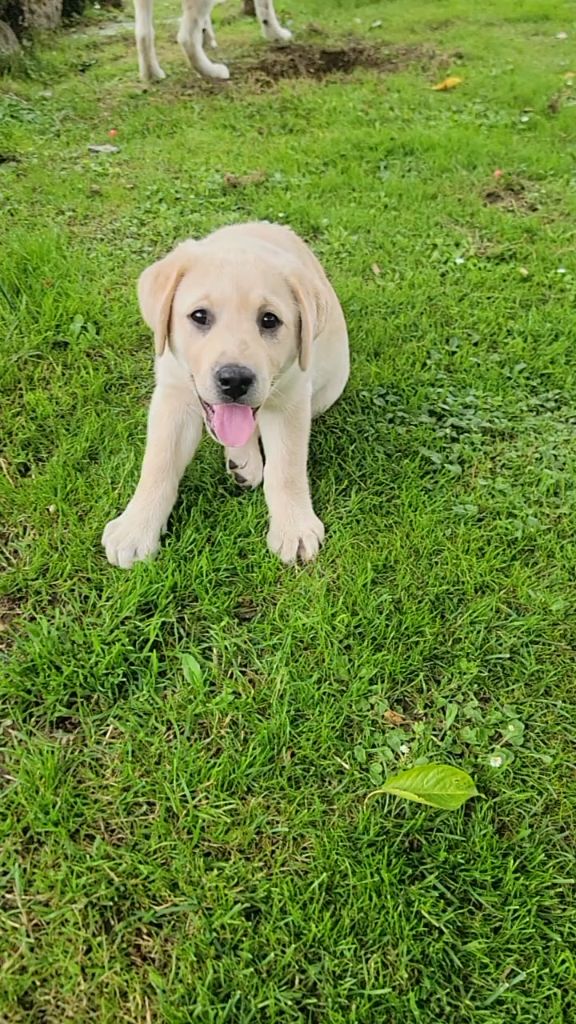 Des Terres Pyrénéennes - Chiots disponibles - Labrador Retriever