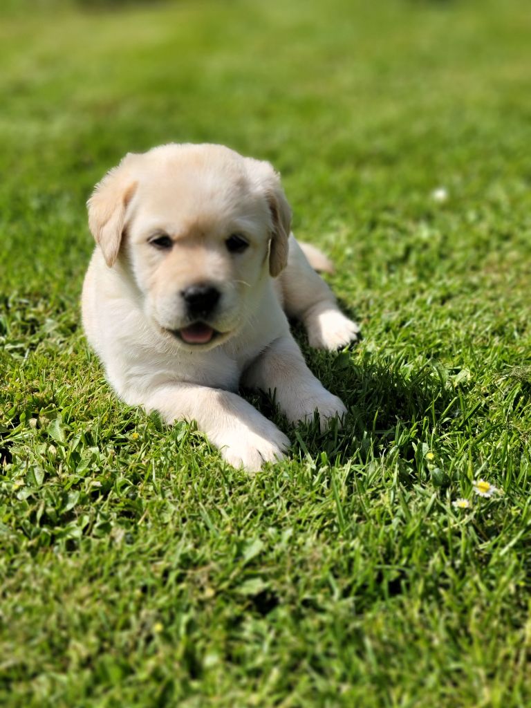 Des Terres Pyrénéennes - Chiots disponibles - Labrador Retriever