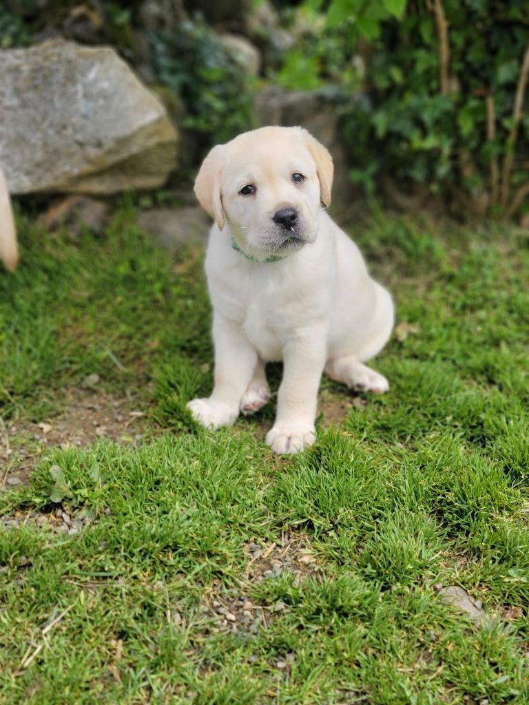 Des Terres Pyrénéennes - Chiots disponibles - Labrador Retriever