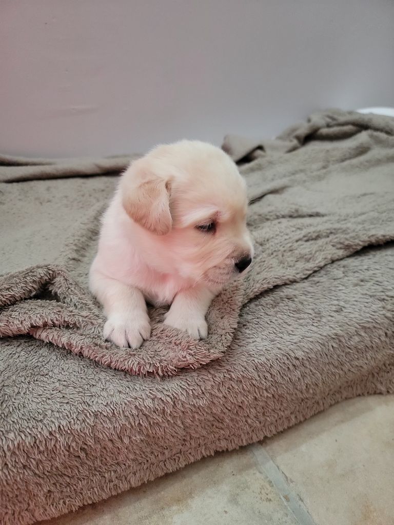 Des Terres Pyrénéennes - Chiots disponibles - Labrador Retriever